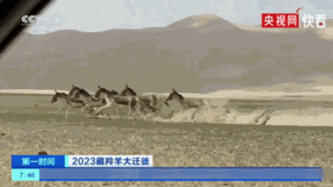 【高原居然还有“竞速驴”】藏野驴是现存体型最大的野驴，核心分布在羌塘、青海三江源
