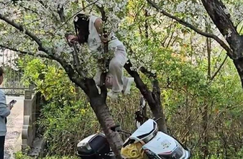 4月6日，一名网友发布视频称，在上海顾村公园，一名身材略胖的女游客爬上樱花树上拍