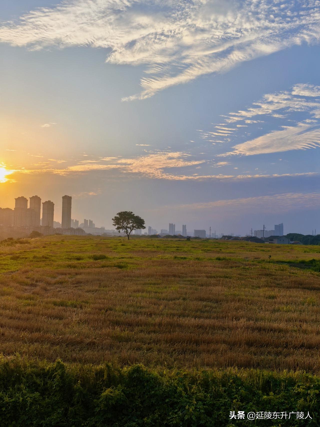仲夏清晨，路过常州唯一的7A级旅游景区，京杭大运河一棵树风景名胜区。
今日芒种，