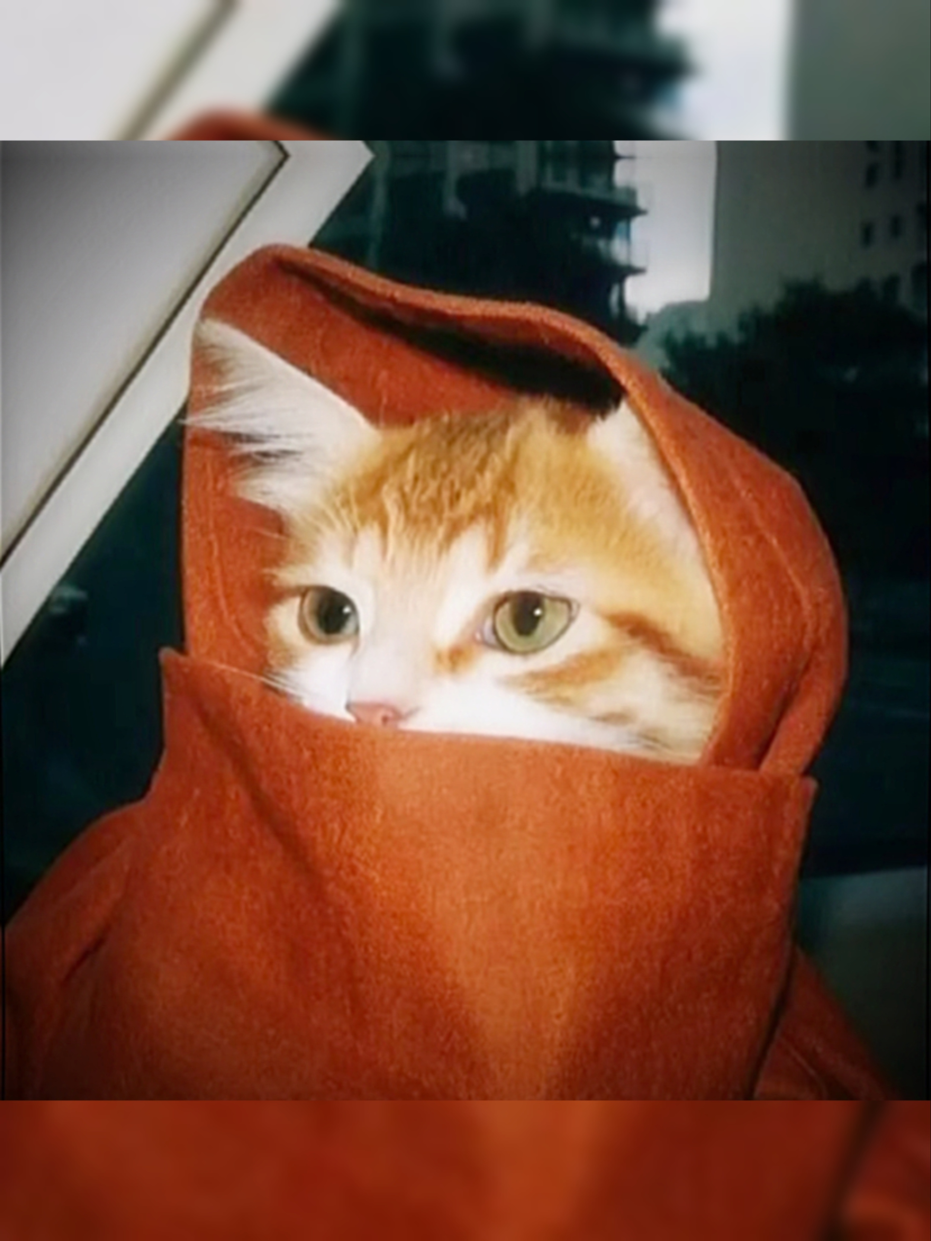 许凯ღ 做我的猫🐈⬛‧₊˚ 