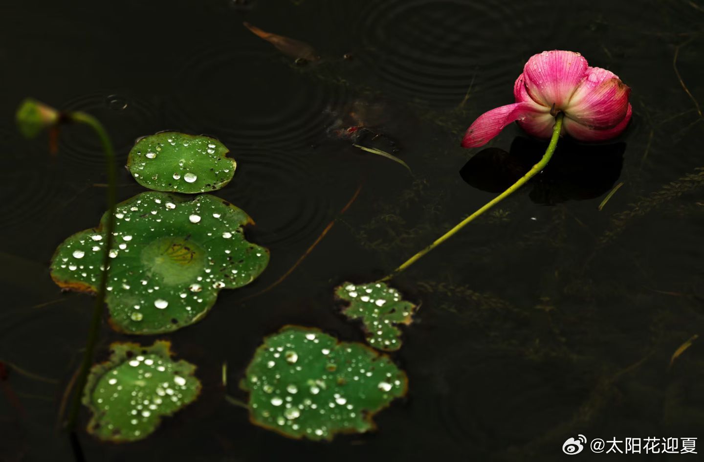 雨后残荷凝清露，一池风骨待秋来～寻美河南 ​​​
