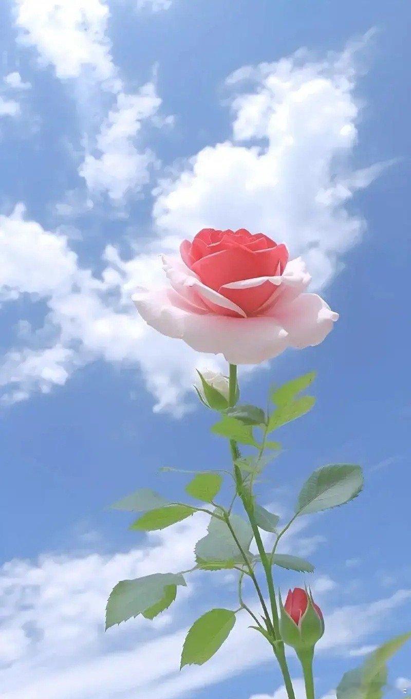 早评： A股马上就要开盘了，对于今天的行情，莎莎再重点分享几个观点第一，昨夜外围