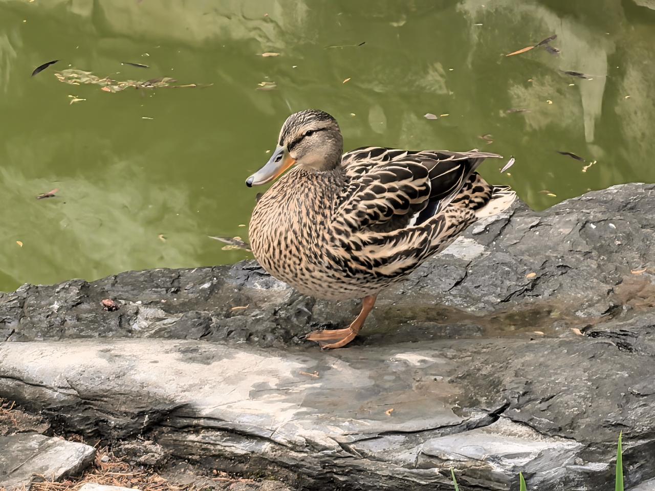 用图片记录每一个花开瞬间