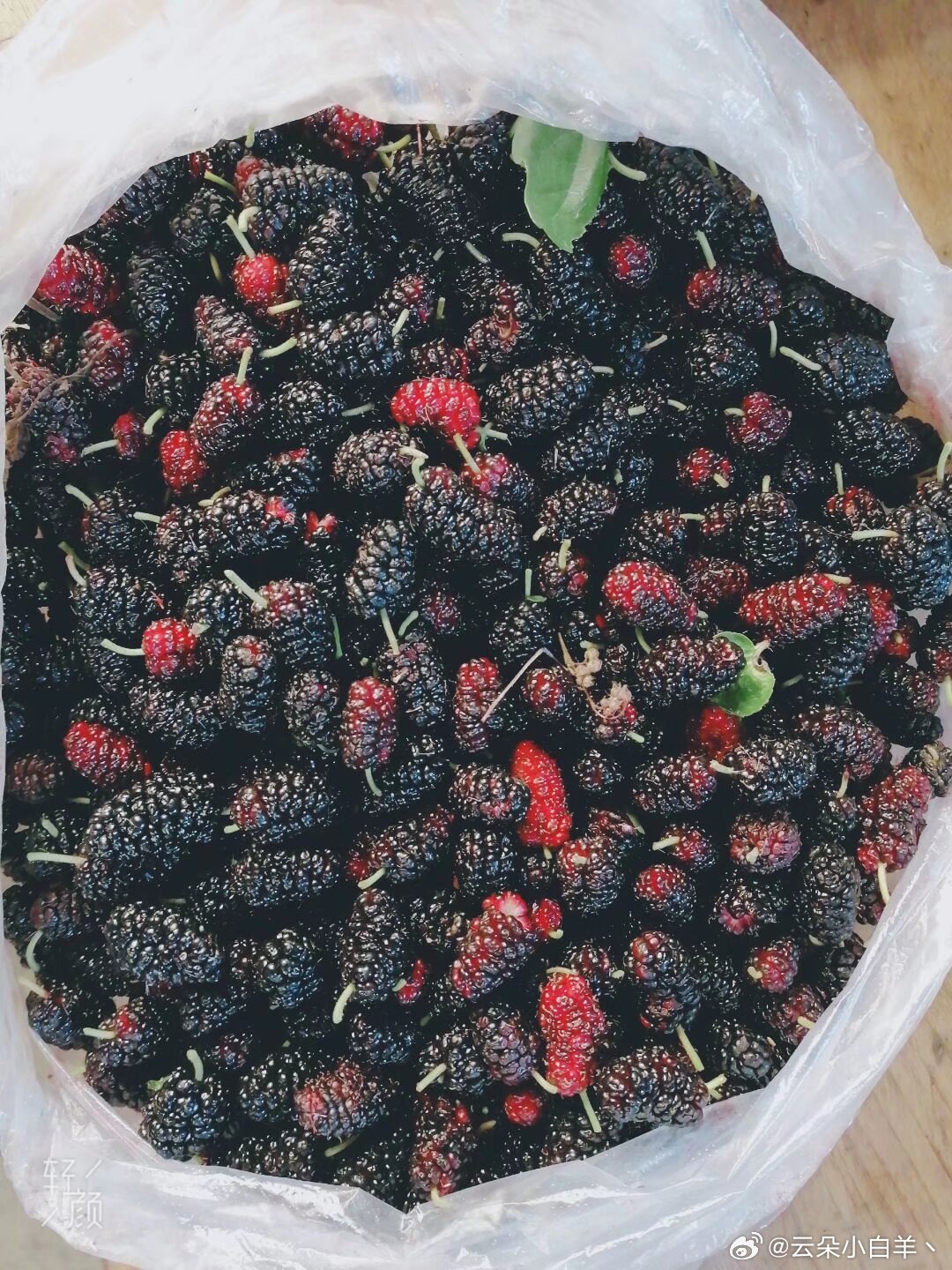 山上采摘的真甜 