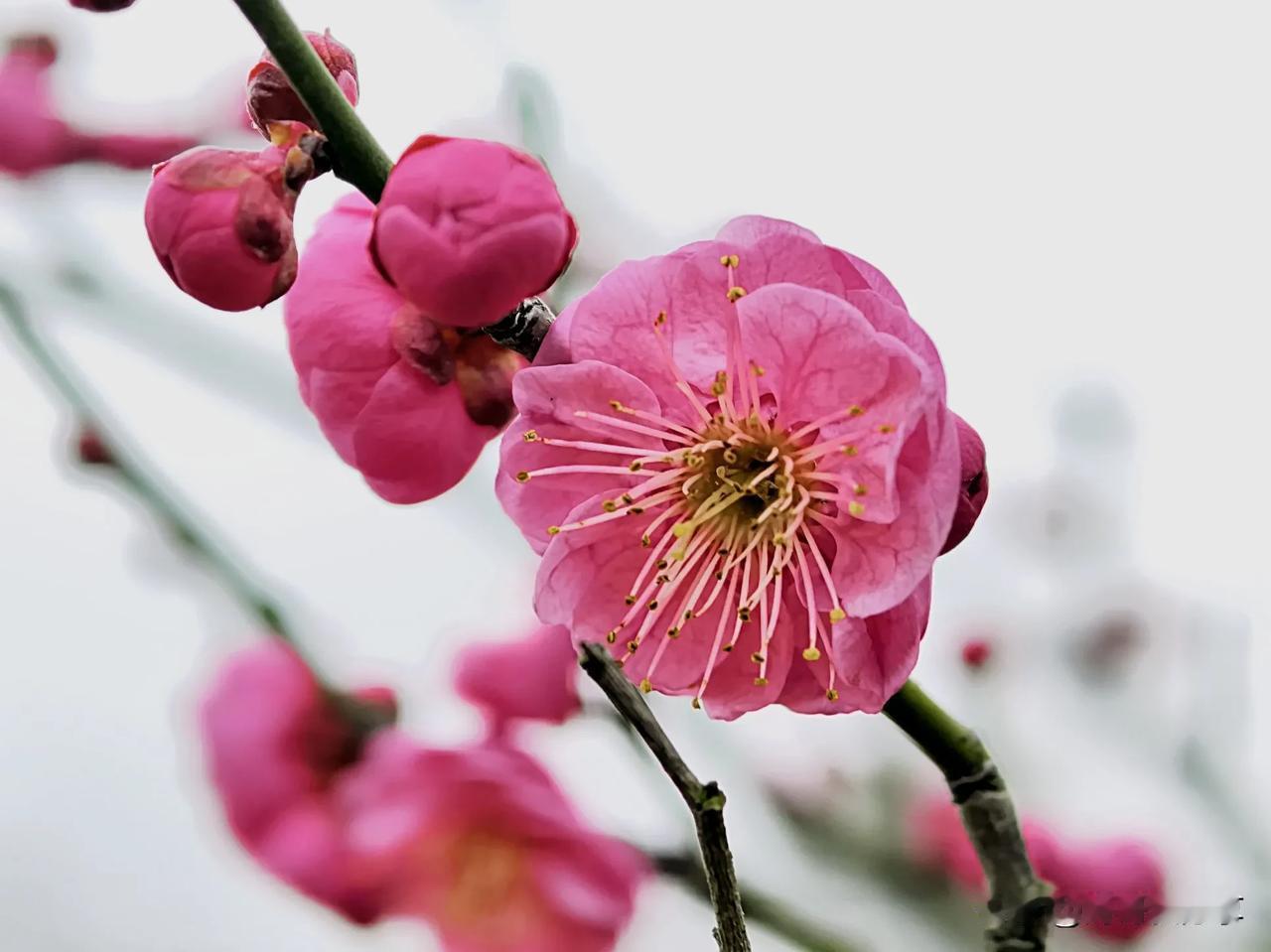 梅花欣赏（三）

寒枝挺立映日辉，
不畏严寒展芳菲。
凌霜斗雪显英姿，
坚韧不拔