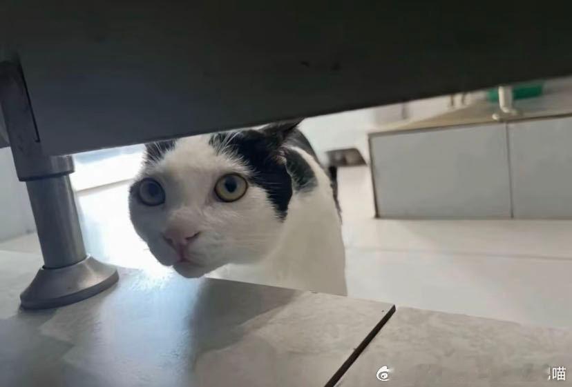 49654【丑猫】额偷看我拉粑粑干吗 