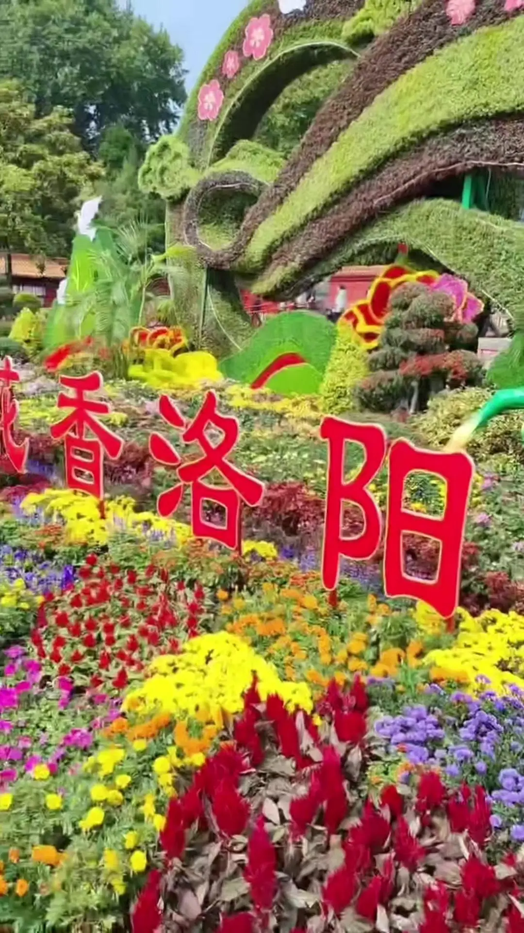 洛阳周王城公园菊展太值得逛了。🌼金秋时节雏菊盛放，今年菊展规模超前...