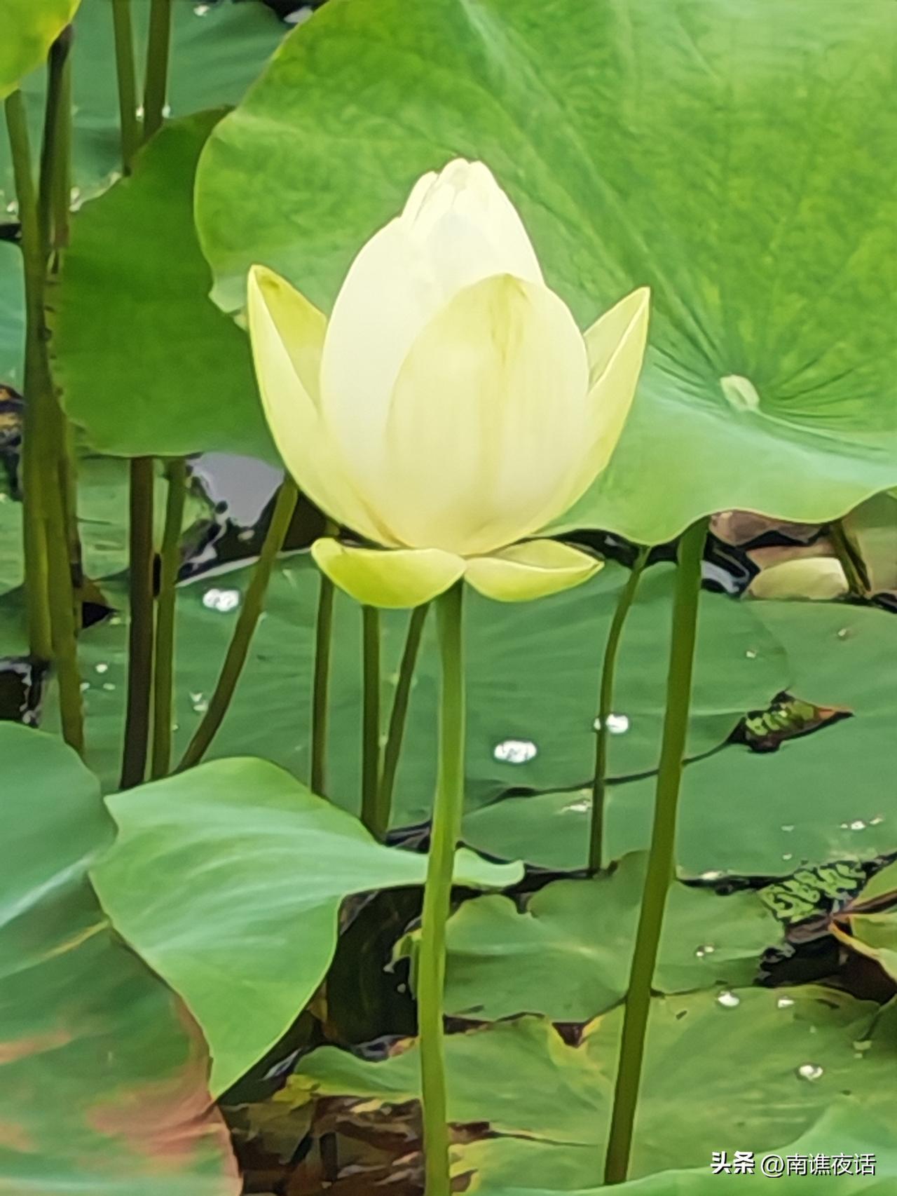 白色荷花从简单的按花瓣数量分，有单瓣白莲、复瓣白莲、重瓣白莲等。

知名的白色荷