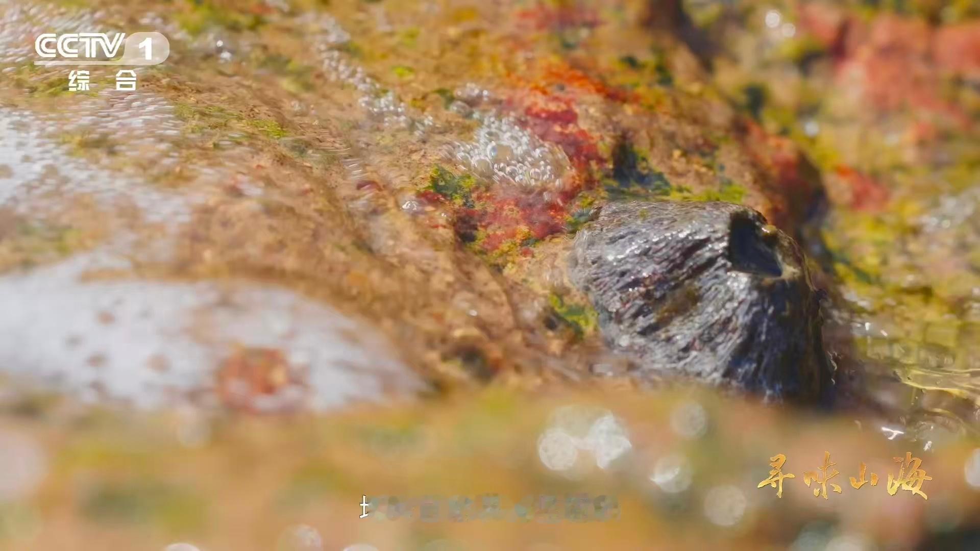 有种“怪石”长在面朝大海的岩石上，模样和礁石无异，却是美味食材。想象那味道，满是