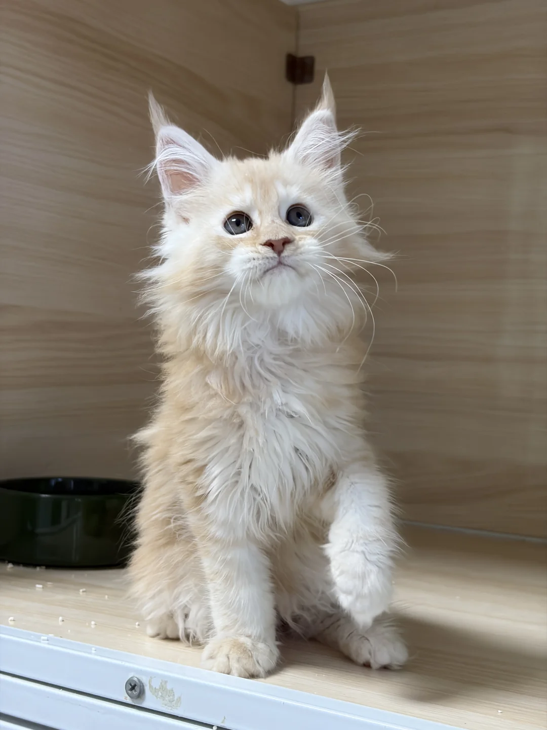 这猫猫怎么又奶又帅啊！