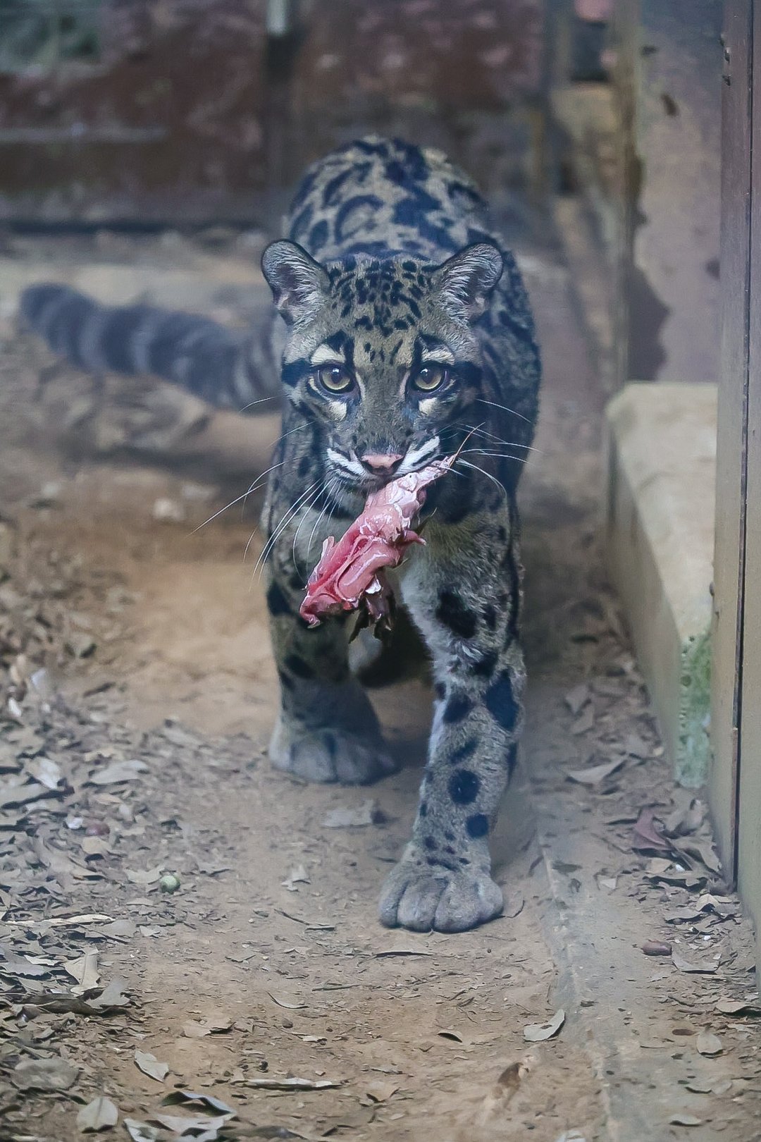 这只动物园里的云豹真的很好看~我感觉他是蓝色的[期待]【推：Rockleohan