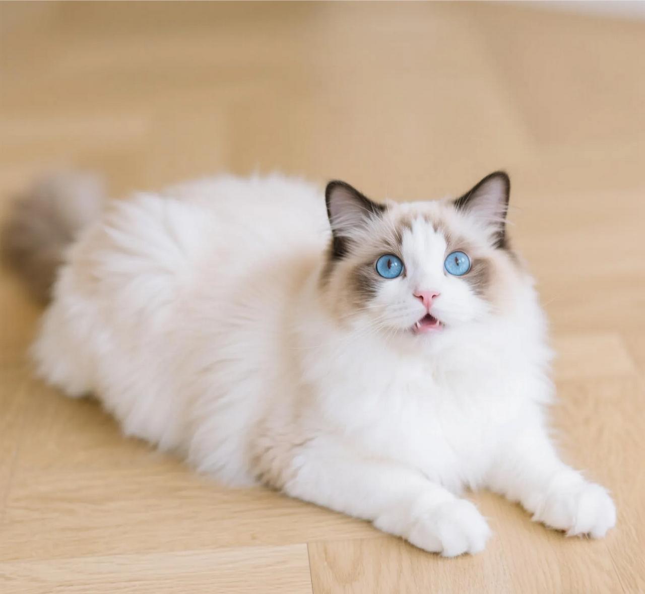 分享一张最可爱的猫咪照片在暖黄色木地板上，一只布偶猫优雅卧躺。它身披柔软蓬松的白