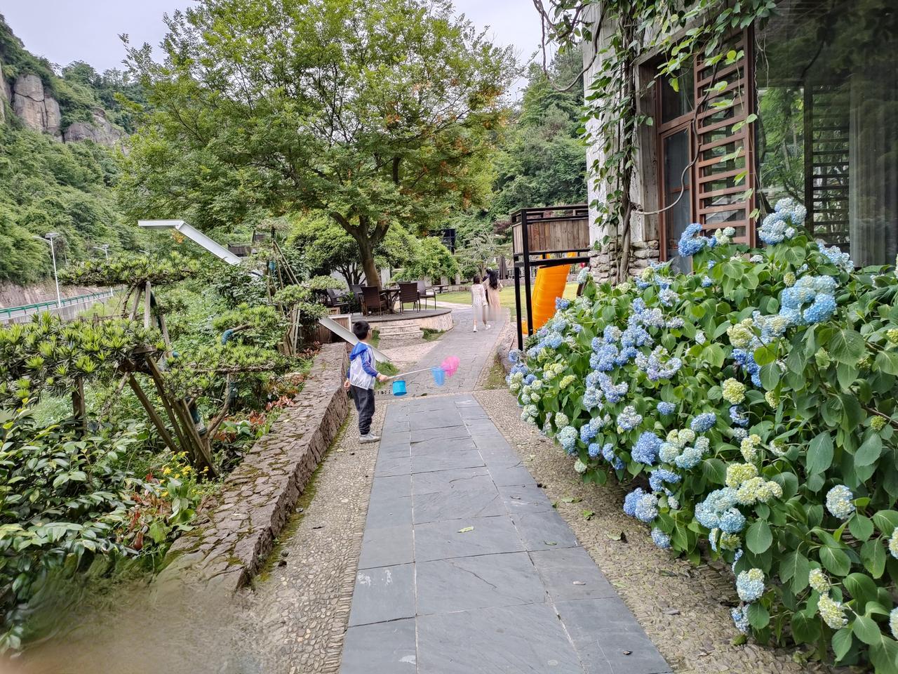 随拍绿色植物绣球花开疯了，简直是把童话世界搬了过来！随便一拍都是壁纸。