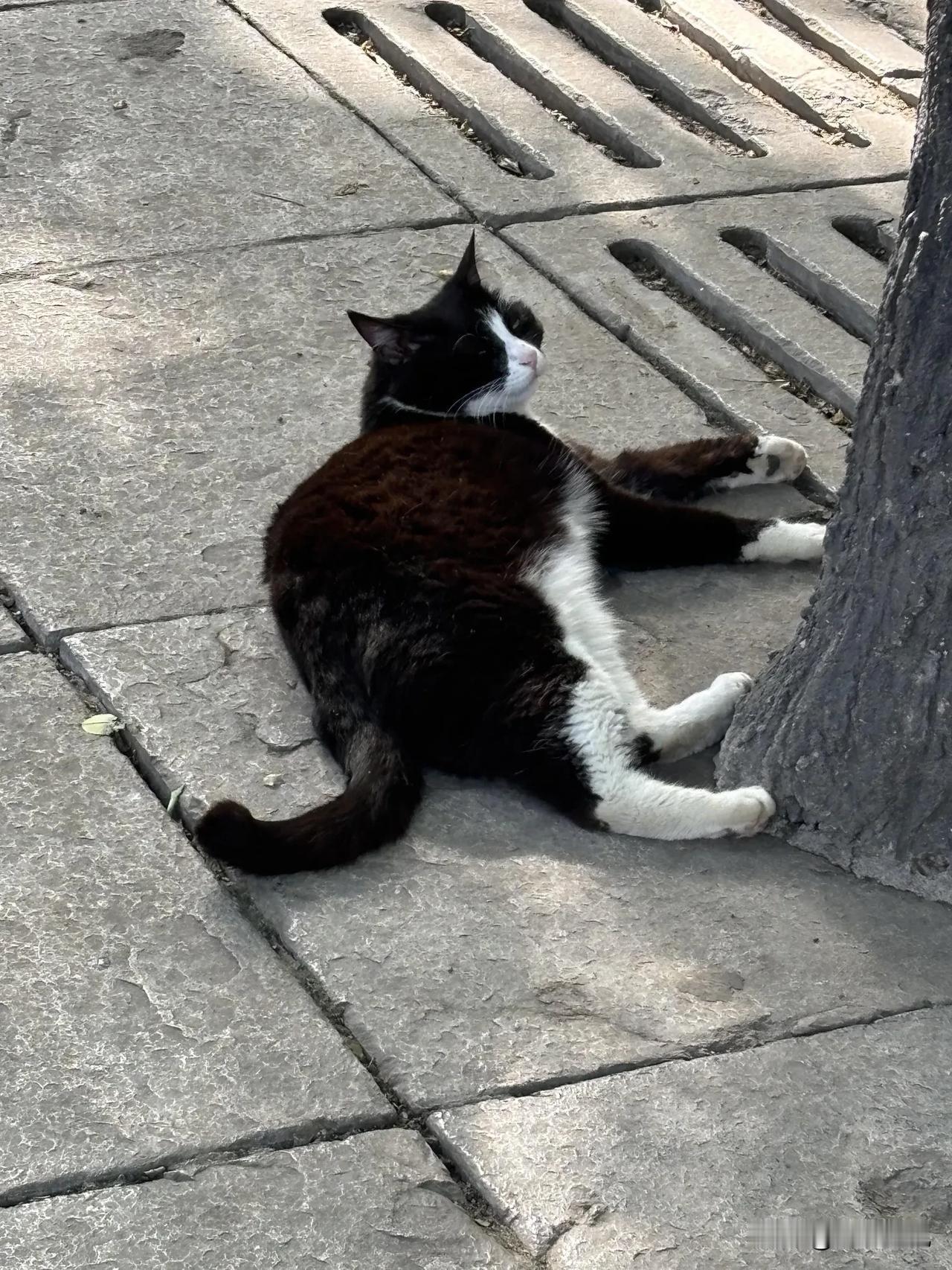 西安伏天舒坦的猫咪。