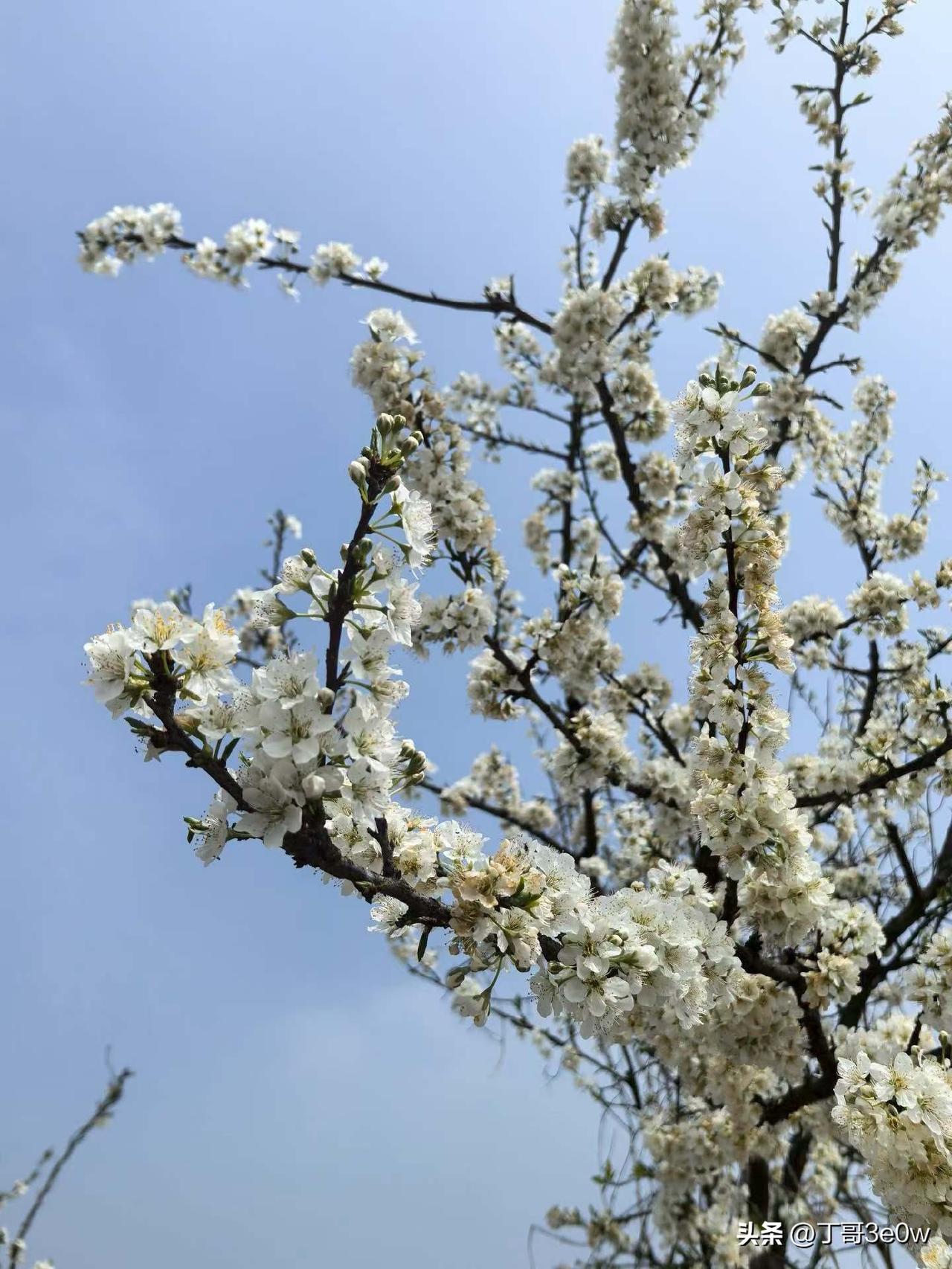 【昨日客流】
3月22日（周日）
武汉城市轨道交通线网客运量（含换乘）为412.