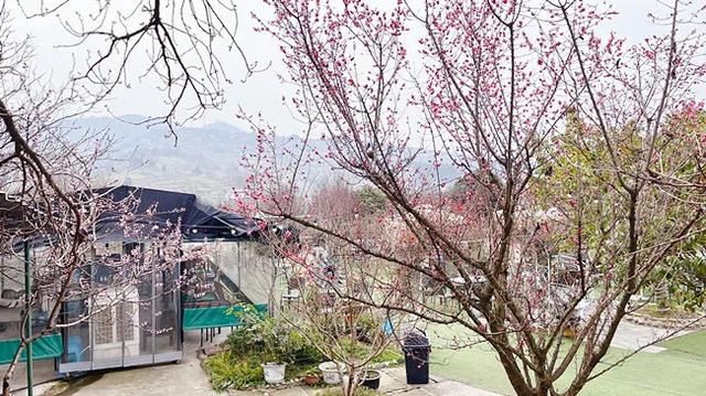 龙泉区|春来了！龙泉山上今春的第一朵桃花开啦