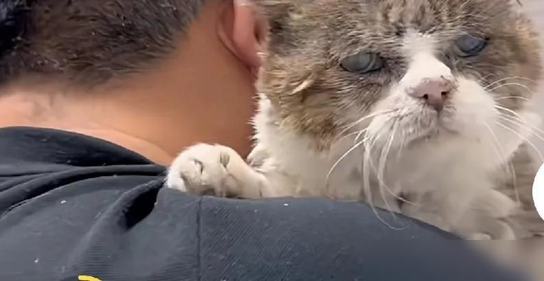 我已老态龙钟，但少主却风采依旧

图片中的这只老猫已经23岁了

说简单点，就是