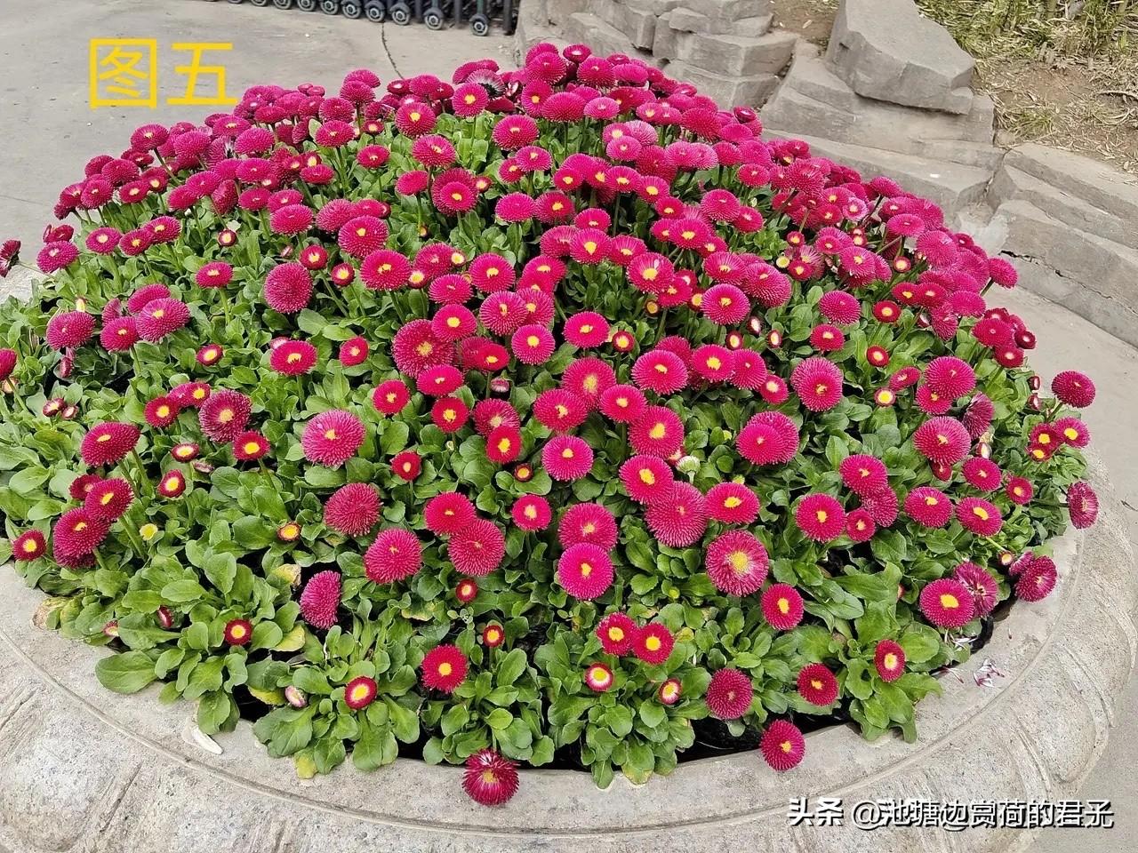 相册里存了好多随手拍的树木花草照片。春天时去了贵港，那里的木棉花美得热烈。新世纪