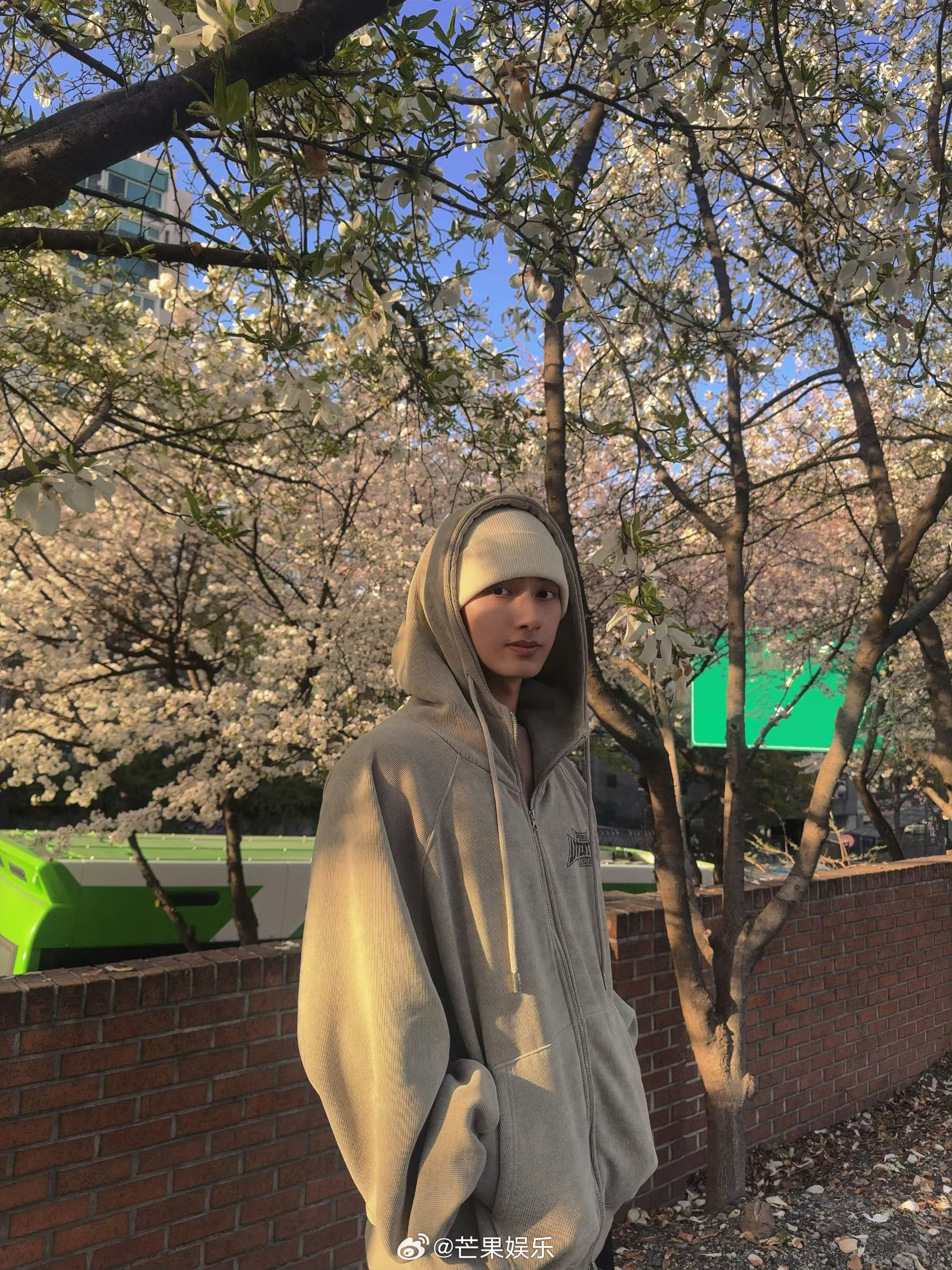 文俊辉今日份新鲜营业照樱花树下的美男子啊