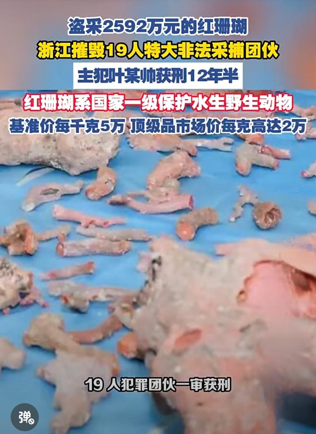 浙江有人非法盗窃每克高达2万元的珊瑚被抓了！在这里不想说“该抓”！只是想知道他们