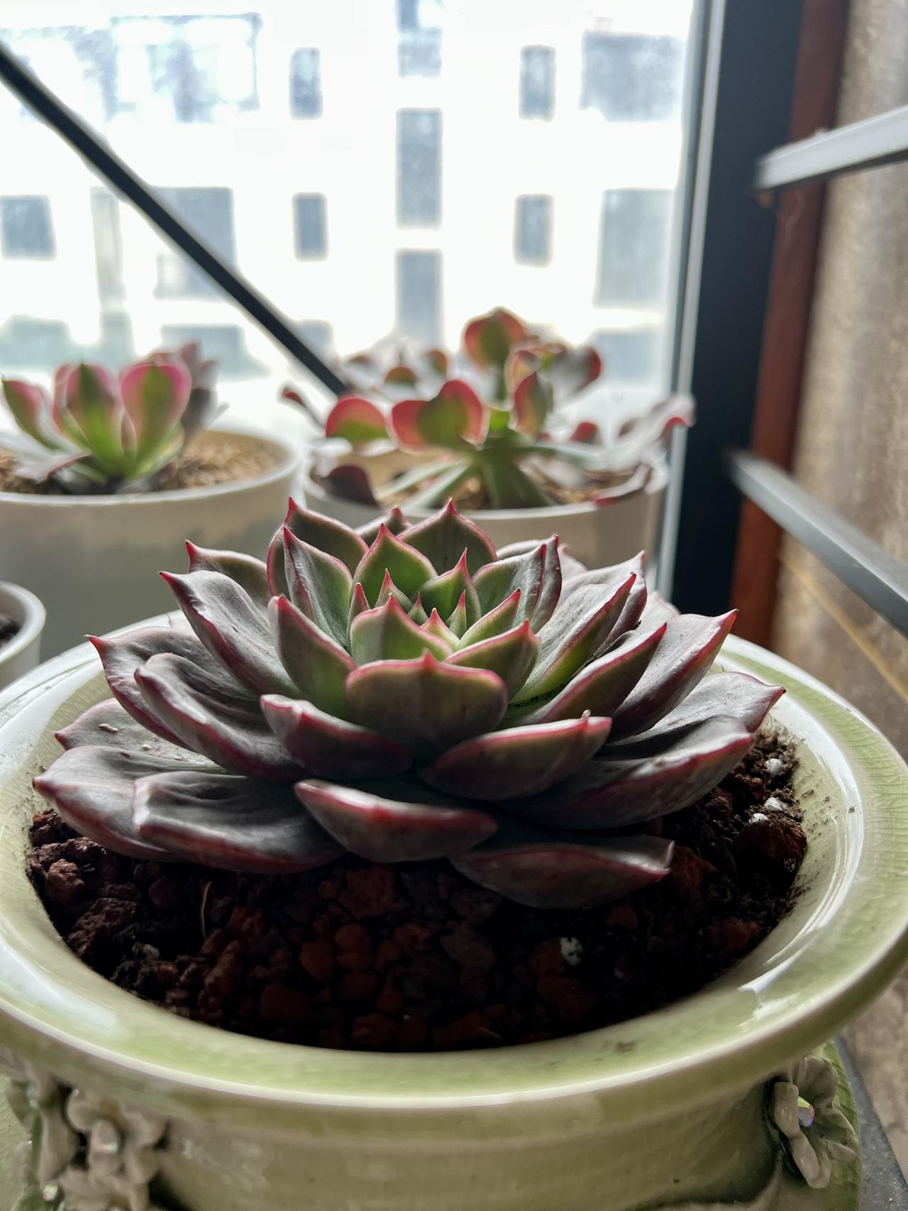 秋天是多肉上盆的日子