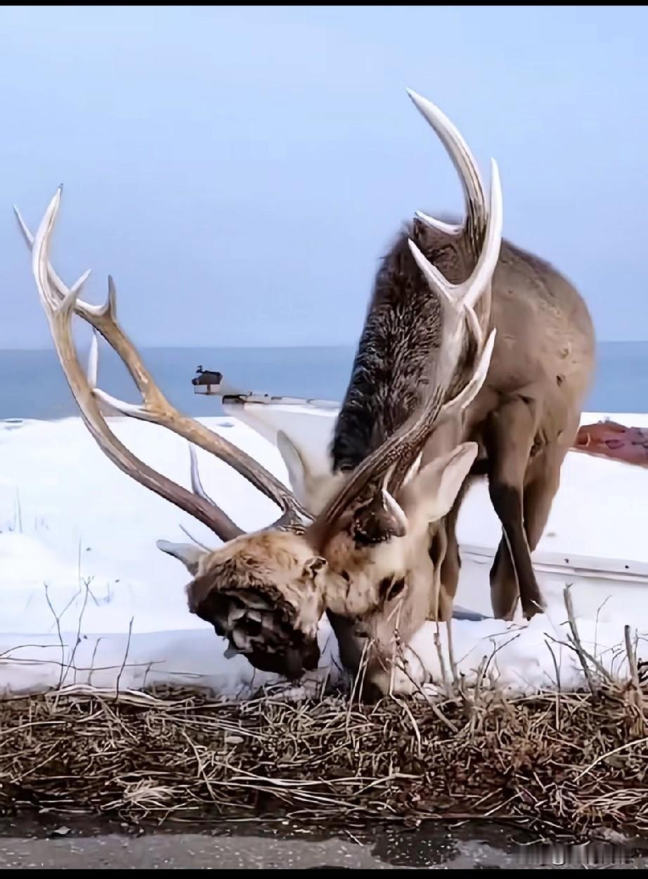 这头在雪地里吃草的鹿，头上的犄角上，却挂着另外一只鹿头，给人的感觉应该是两头鹿在