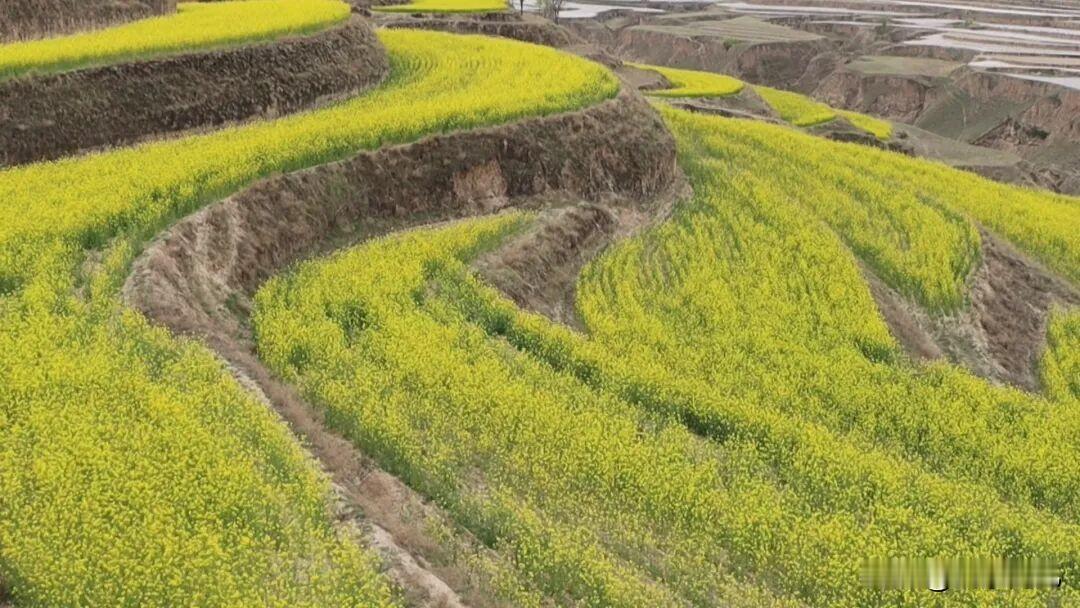 晒图笔记大赛甘肃省会宁县[烟花]
会师镇西岩山村的油菜花田，株株油菜茎壮叶茂、花
