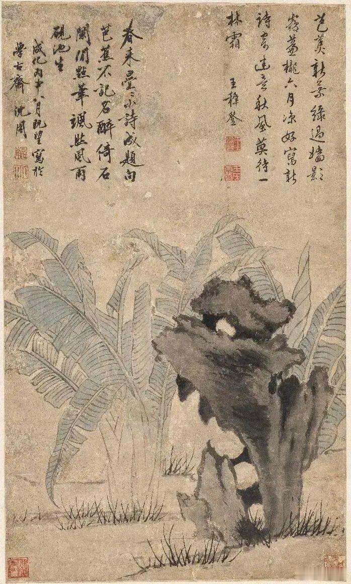 和文物碰个面沈周的芭蕉小景沈周  青岛市博物馆藏明沈周《芭蕉立轴》，纸本设色，构