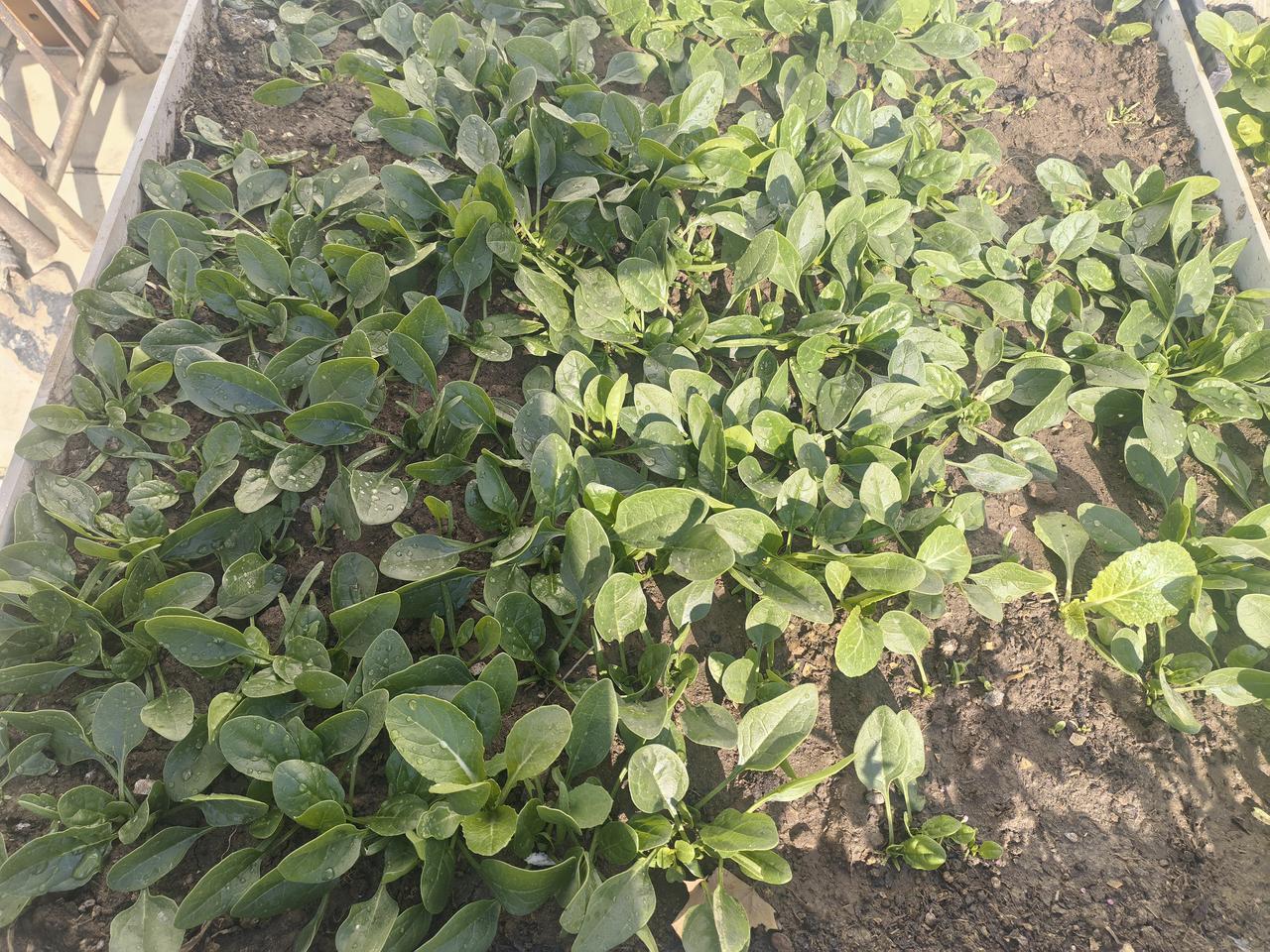 冬季凉台巧利用
绿色小菜初长成
菠菜生菜白菜苗
长势旺盛惹人笑
自种自吃益健康