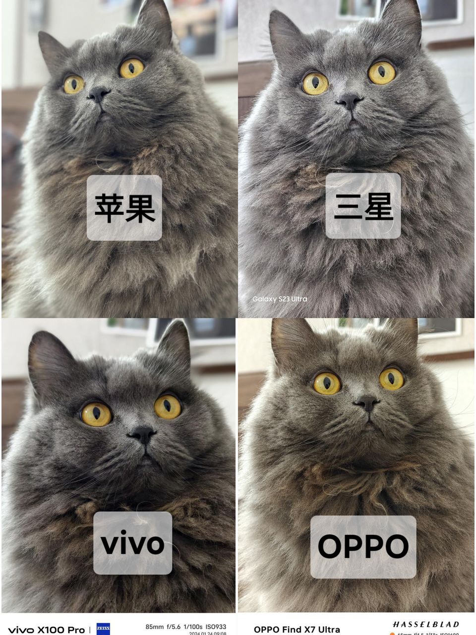 不同手机拍同一只猫的差别有点大啊！🐱