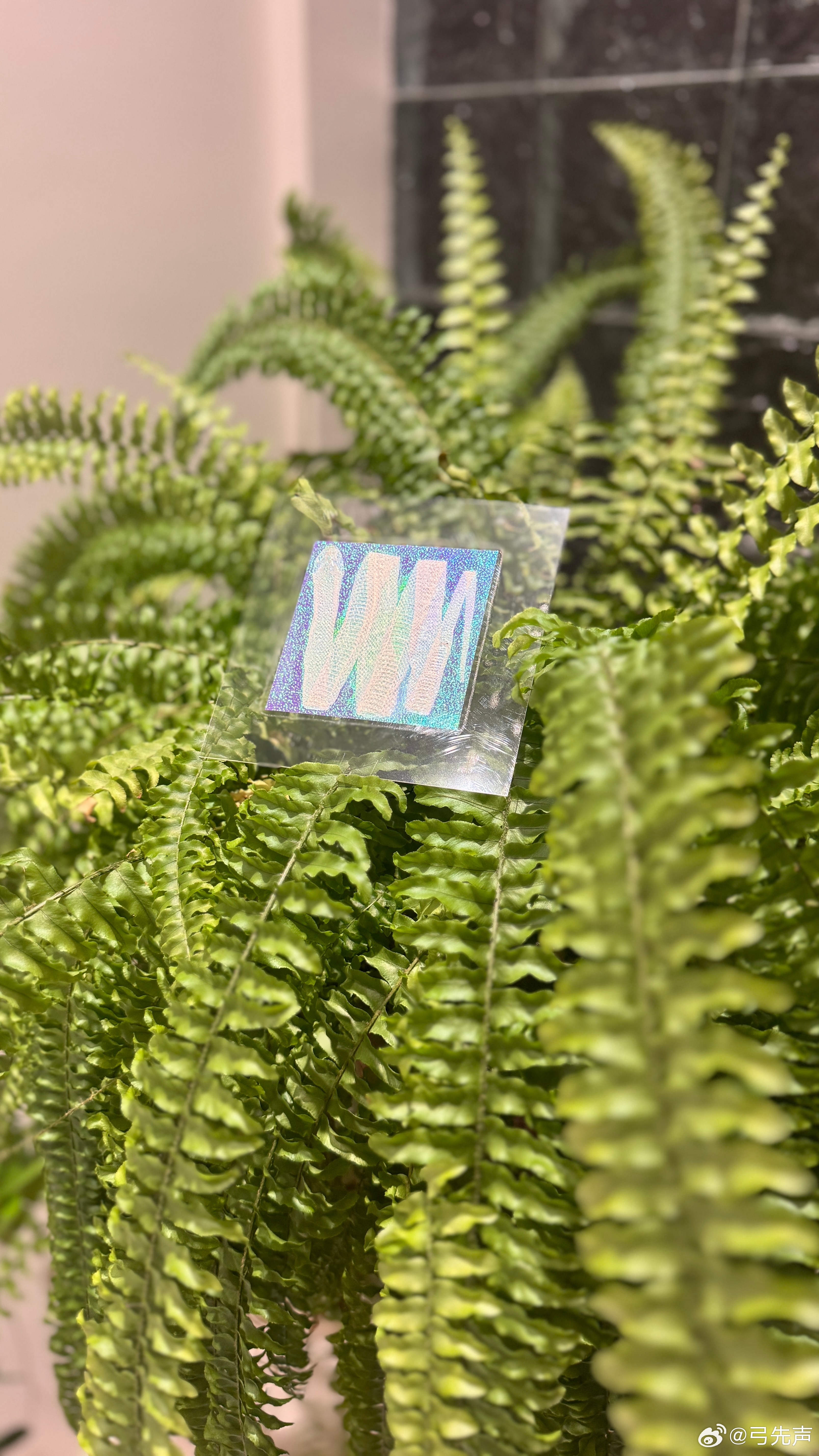 刚刚做的，蛇蜕标本💜H言L语[超话] ​​​