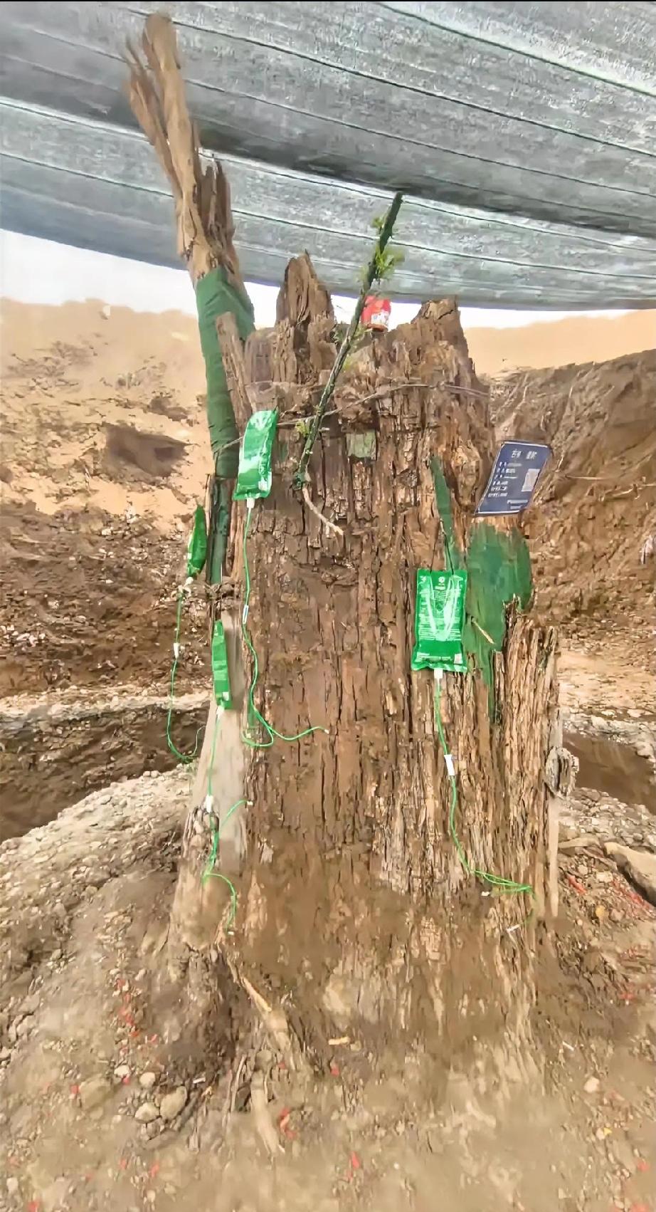 一棵有编制、有医保树🌳