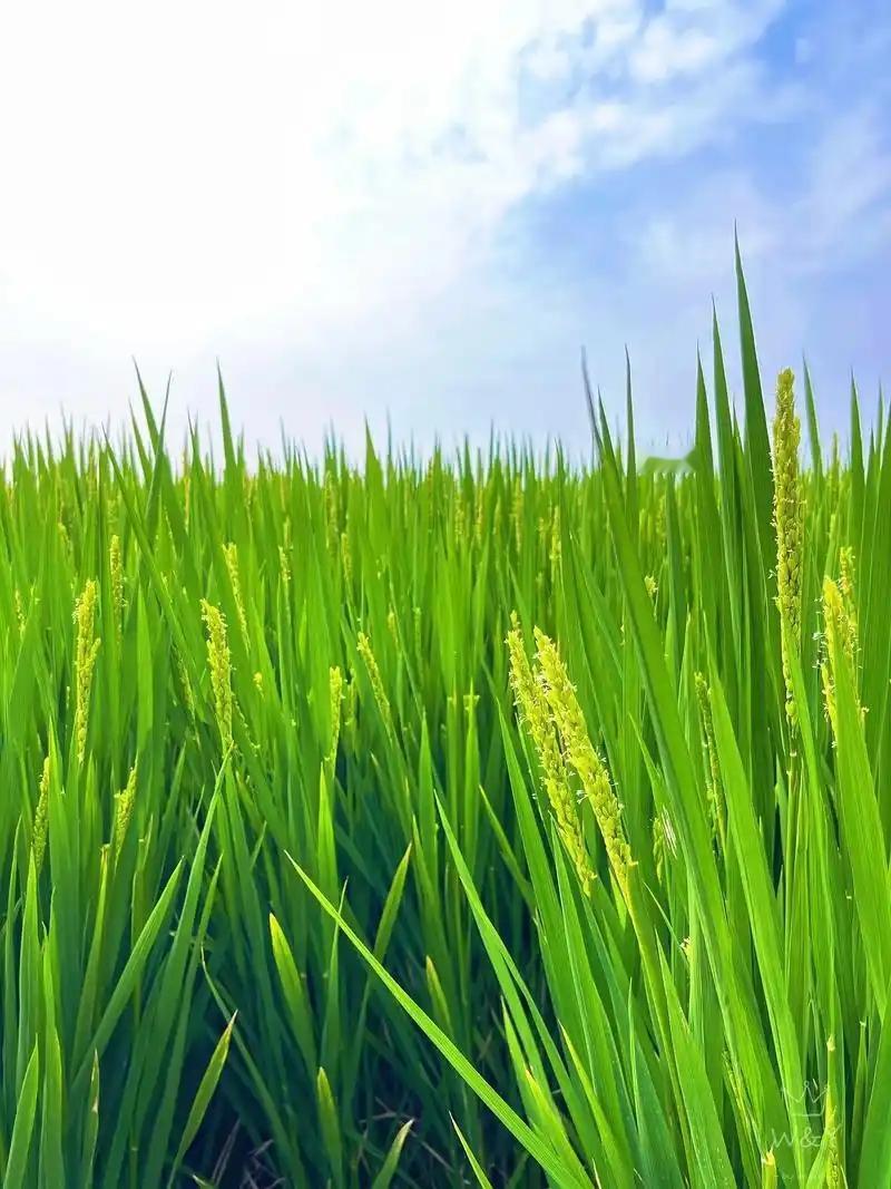 “胸热腹寒”，“胸热肠寒”
并非独立证型，而是“上热下寒证”在临床表现上的具体部