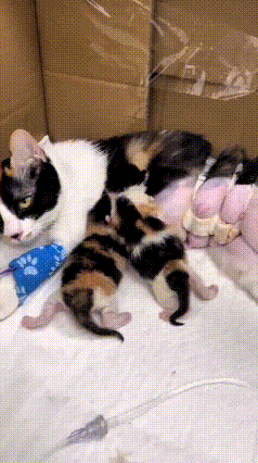 恁瞅瞅这猫妈妈，生娃时难产遭老罪了，跑医院做剖腹产才把小猫生下来。现在身上还缠着