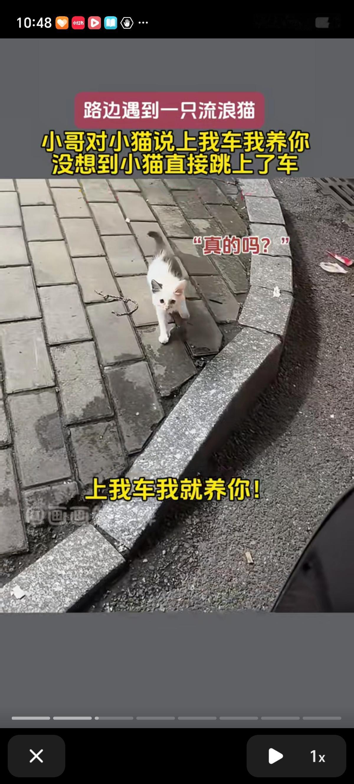 万物有灵，一天，一个小哥看到路边有一只流浪猫崽崽怪可怜的，小哥就停下车对猫崽崽说