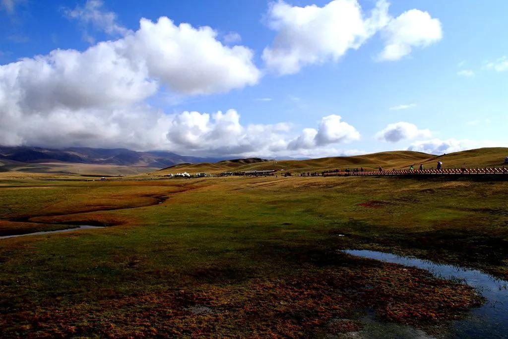 【巴音布鲁克 天鹅家园】20241116
巴音布鲁克天鹅湖名扬天下，它是中国唯一