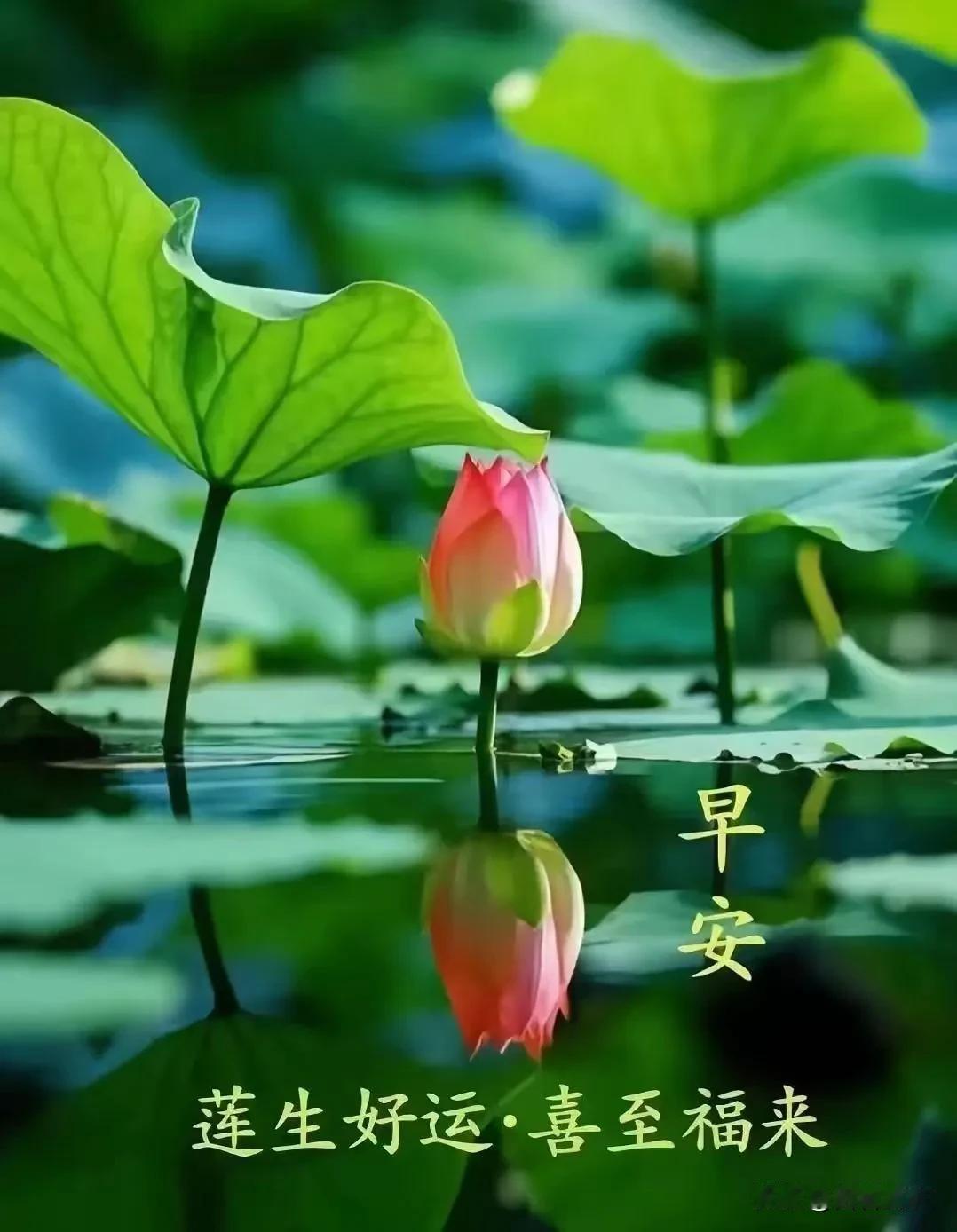 新的一天不必慌慌张张，脚踏实地，静待花开，所有坚持终会有回响。