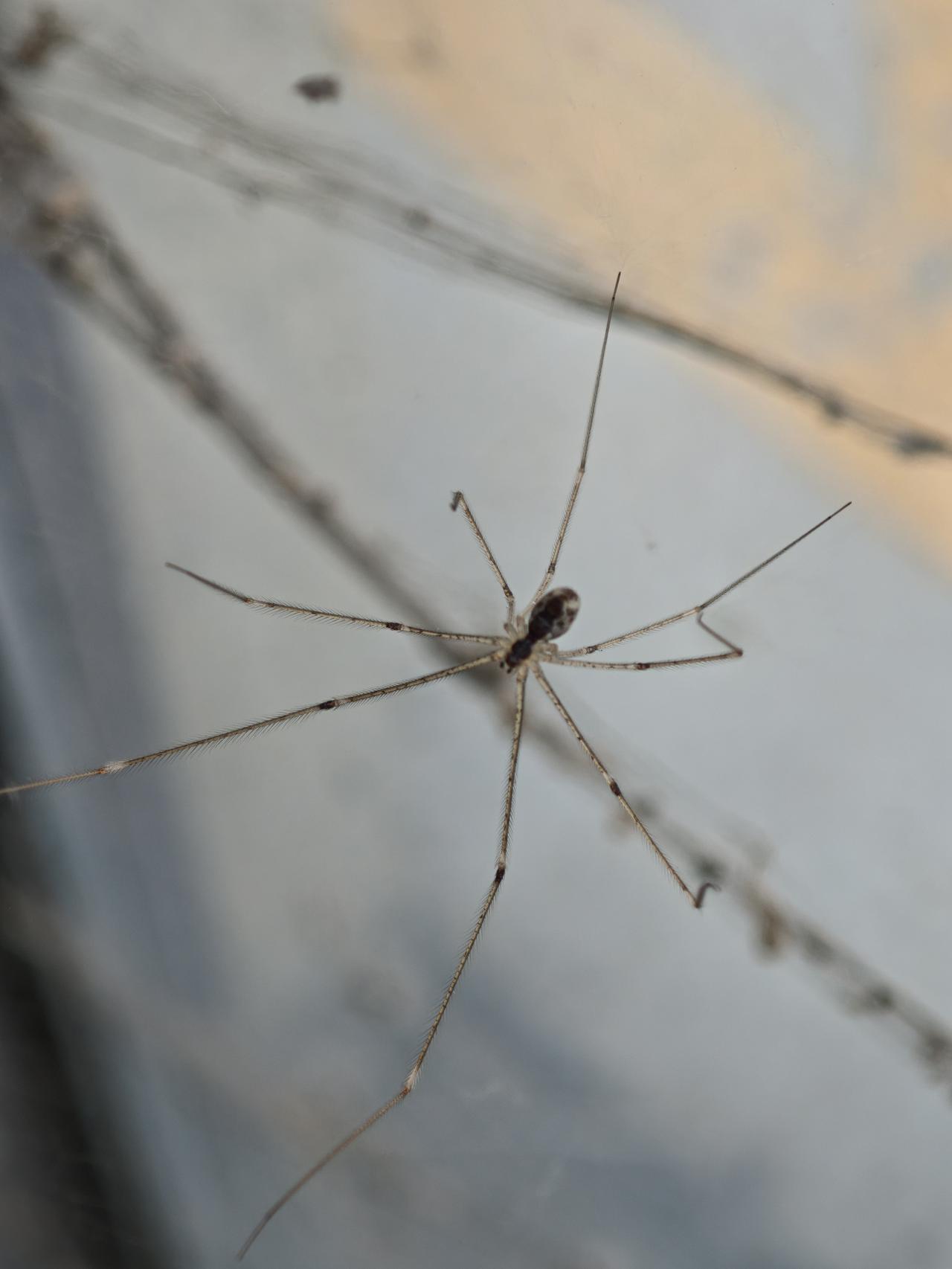 岁月匆匆人已老,中年艰辛谁知晓?挂在网上的蜘蛛🕷️为了捕猎小飞虫，混一口吃的，