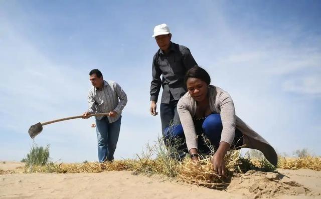 别再忽视！蒙古国的暗中操作，正在吞噬中国人40年的奋斗成果！

三北防护林工程从