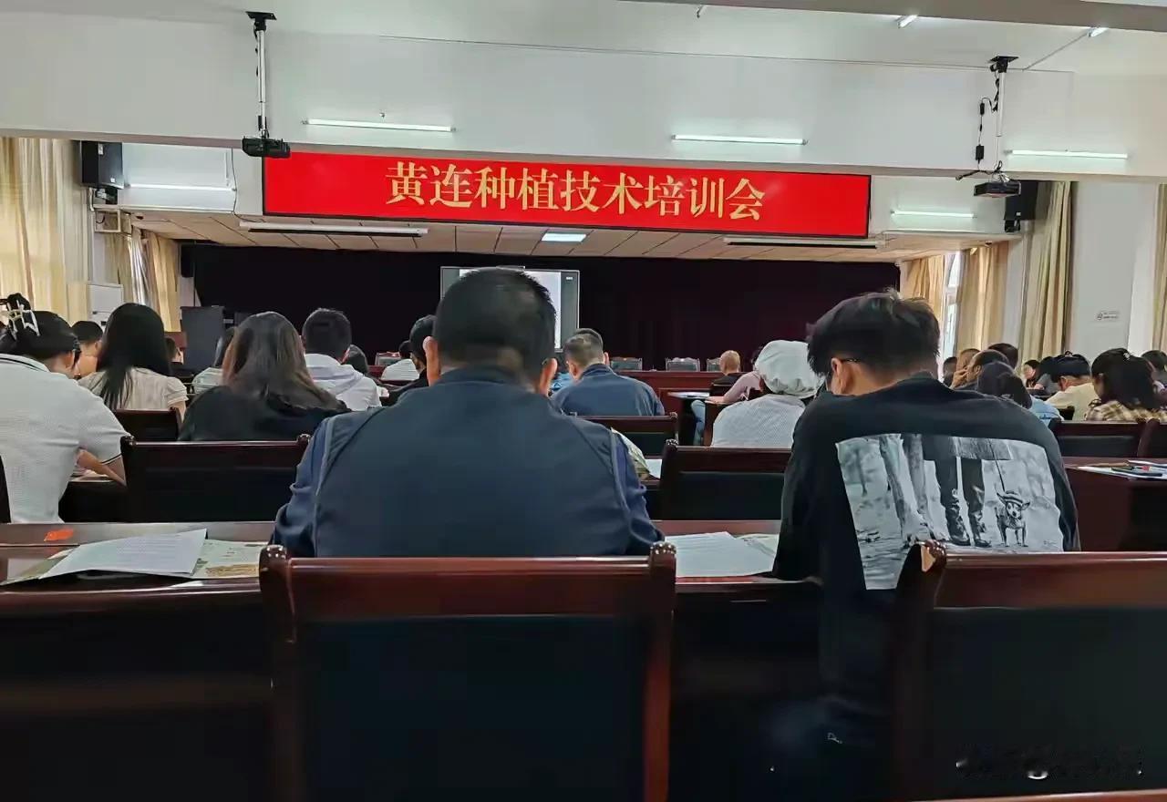 深耕黄连文脉，为黄水这场特色产业培训点赞

为擦亮“石柱黄连”金字招牌，深挖千年