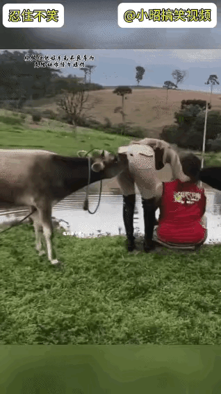 这牛是真的牛。