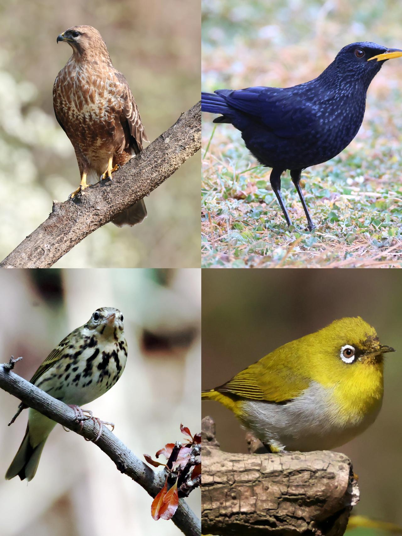 惊蛰天拍到了这些林鸟！
昨天（3月5日）是惊蛰，在昆明北郊海拔2100米的山林中