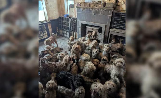 惊人场景曝光，250只狗拥挤于一室被救助

英国皇家防止虐待动物协会（RSPCA