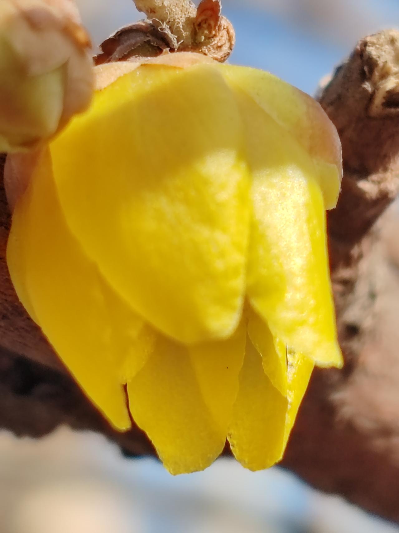 分享一下你随手拍的花随手拍。