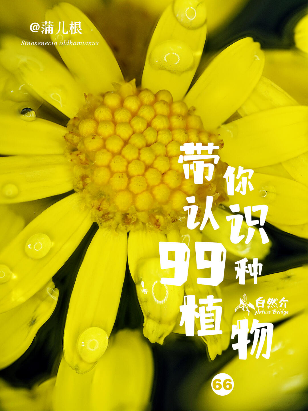 带你认识99种植物