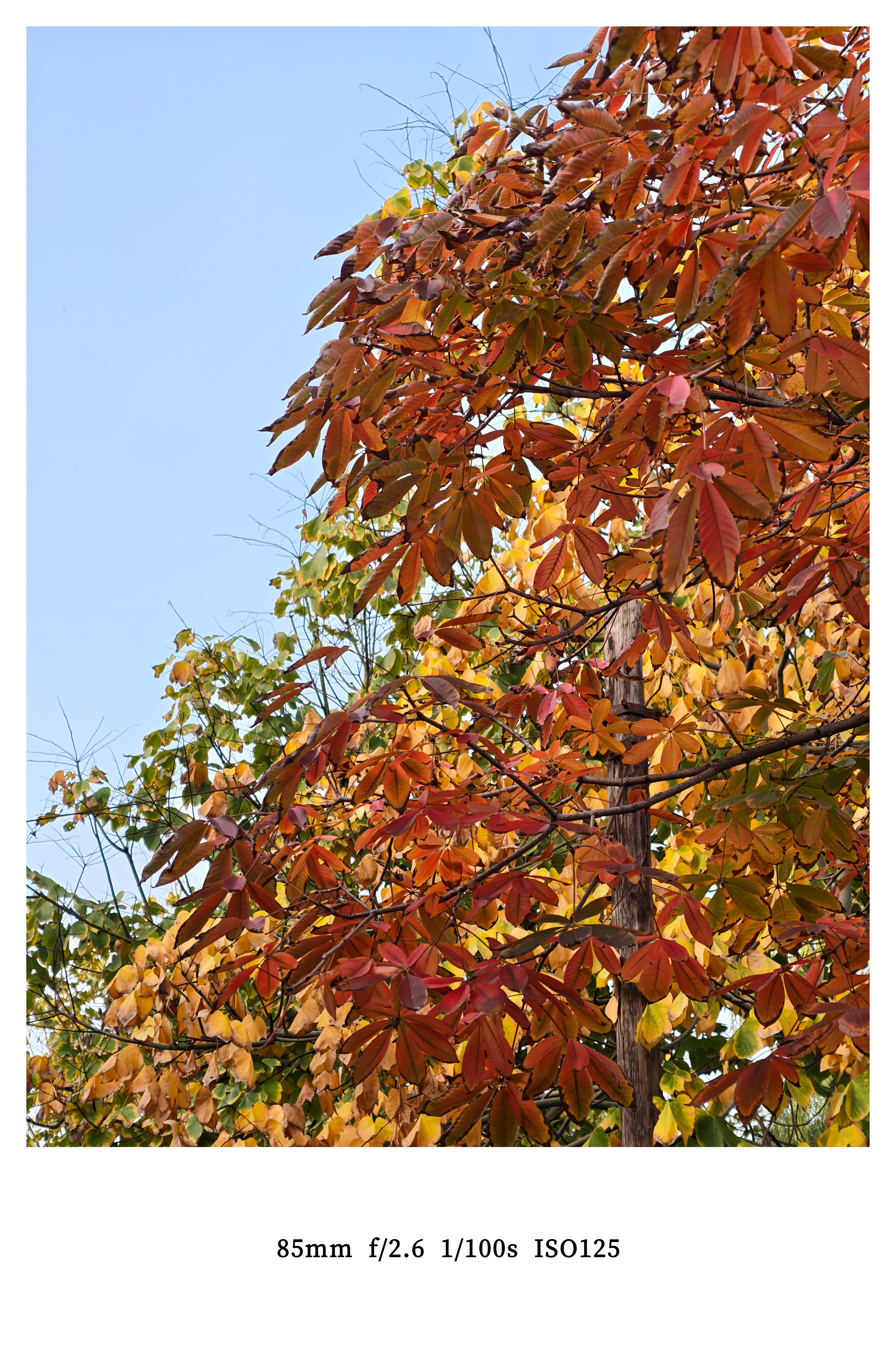 荣耀Magic8 Pro随手拍了几张，感受一下最近几天西安的颜色，有绿有红还有黄