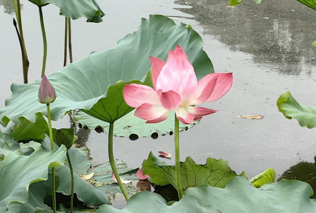 一个养好娃的例子