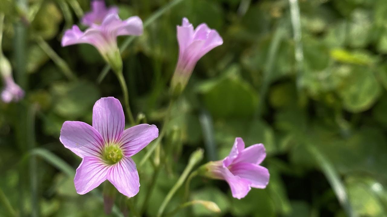春风一吹，泸州的街头巷尾、公园草丛，就悄悄铺开了一片温柔的粉紫。那不是名贵的花，