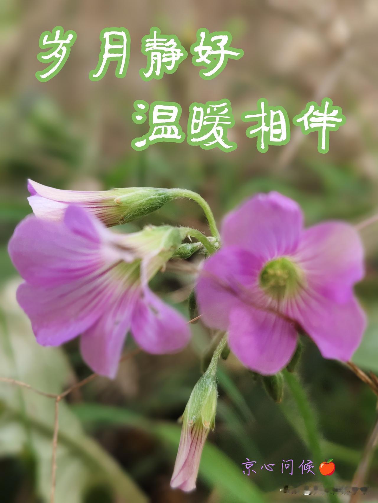 天南地北大拜年