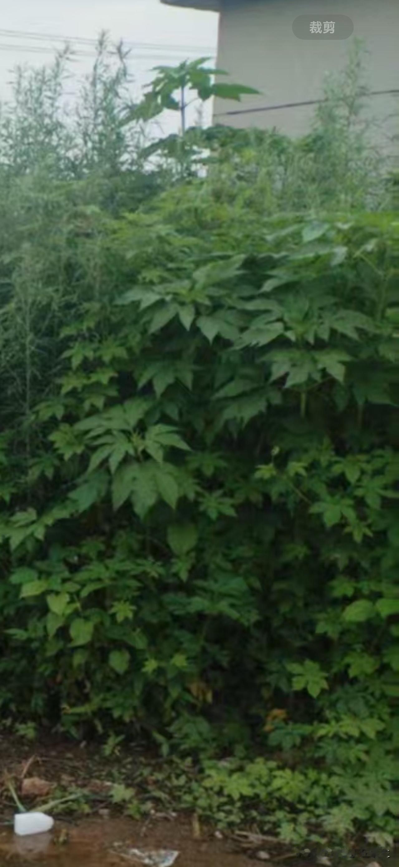 【墨盘一段奇葩路，水洼当道行路不便，三裂叶豚草滋生】
网友反映：普兰店区墨盘街道